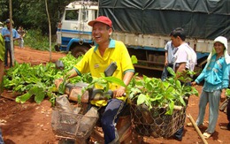 Cacao "cứu" điều