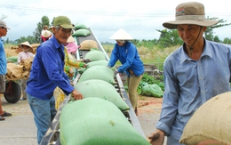 Đầu năm "bói quẻ" xuất khẩu gạo