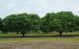 Làm giàu trên đất Úc bằng cây trái