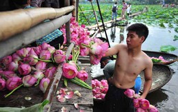 Tây Hồ và những mùa sen âu lo