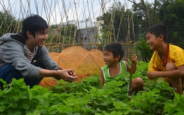 Lên núi gieo "rau cười"