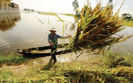 Cứu lúa "chạy lũ"