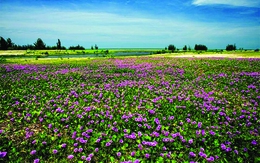 Mùa thu về cố đô