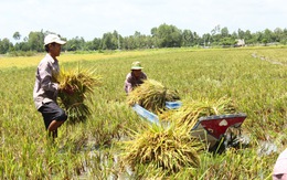  Tích tụ ruộng đất: Giải pháp nào?