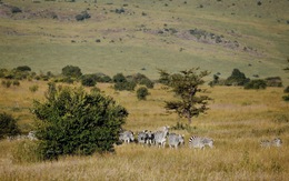 Lạc vào cánh đồng bất tận serengeti