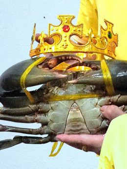 ‘Vua cua’ Cà Mau nặng hơn 1,8kg được đề nghị xác lập kỷ lục Việt Nam