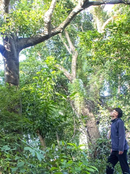 Khám phá khu rừng thiêng giữa lòng Đà Nẵng được người dân đồng lòng bảo vệ