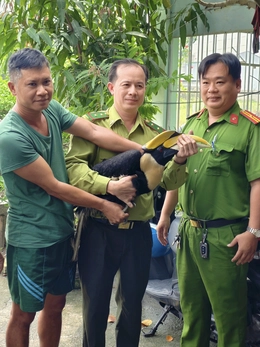 Người dân liên tiếp bắt được chim hồng hoàng quý hiếm, kiểm lâm TP.HCM khuyến cáo