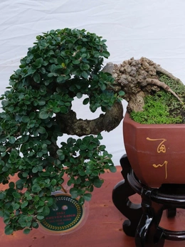 Hàng trăm cây bonsai trưng bày dịp Festival hoa kiểng Sa Đéc