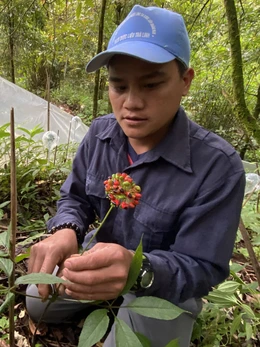 Hình thành trung tâm công nghiệp dược liệu tại Quảng Nam, sâm Ngọc Linh là cây chủ lực