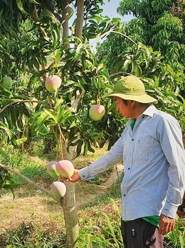 Xoài Úc ở Cam Lâm rớt giá chưa từng thấy, nông dân 'treo vườn' không muốn thu hoạch