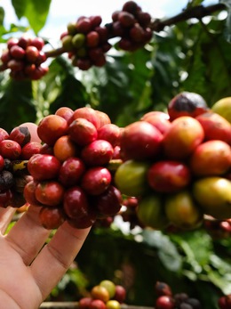 Giá cà phê giảm thêm, nhưng vẫn tốt hơn cùng kỳ năm trước