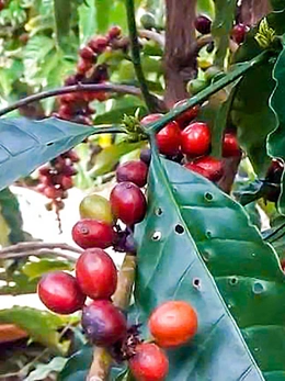 Giá cà phê bất ngờ bật tăng sau chuỗi ngày giảm liên tục