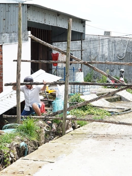 Cà Mau: Tranh chấp lối đi, đem cây rào đường