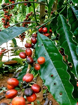 Giá cà phê đã tăng trở lại sau nhiều phiên giảm