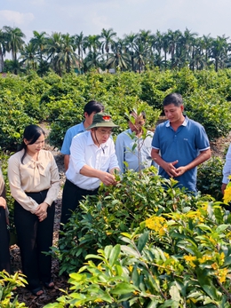 Lãnh đạo TP.HCM thăm nông dân làng mai vàng Bình Lợi trước Tết Bính Ngọ
