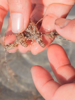 Vào mùa tôm hùm giống, ngư dân Đà Nẵng thu bộn tiền mỗi ngày