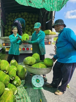 Nông dân phấn khởi, vì giá mít tăng gấp đôi vào dịp cận Tết