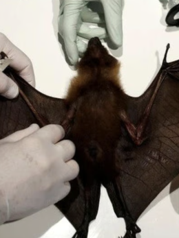 Vi rút Nipah có phải vi rút mới, mức độ lây lan cao?