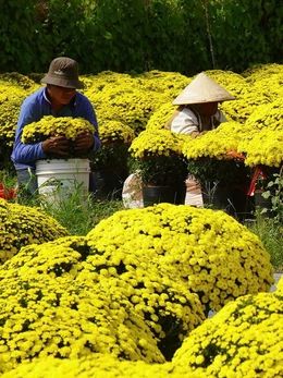 Gần 70% cúc mâm xôi nở sớm đã được tiêu thụ ở Vĩnh Long