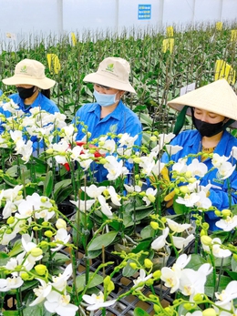 Hoa Tết 2026: Nhà vườn nghe ngóng sức mua