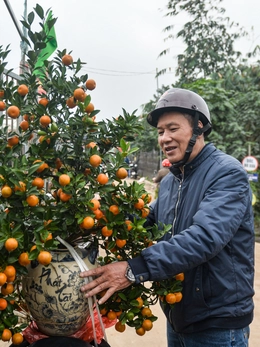 Quất 3 triệu đồng/cây đắt khách, đào 1,4 triệu đồng/cành khách lắc đầu bỏ đi