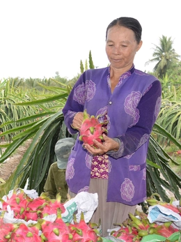 Trái cây chưng Tết: Dưa, thanh long rớt giá; xoài, bưởi hút hàng