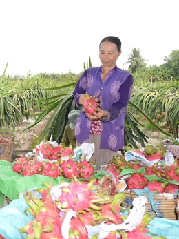 Trái cây chưng Tết: Dưa, thanh long rớt giá; xoài, bưởi hút hàng