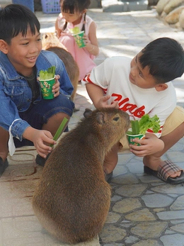 Capybara Đà Lạt đốn tim du khách tại trại rắn Đồng Tâm