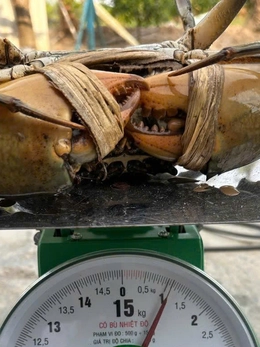 Nông dân Cần Thơ bắt được con cua biển nặng 1,1kg