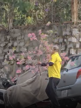 Công an làm việc với người chặt cành mai anh đào ở phường Lâm Viên - Đà Lạt