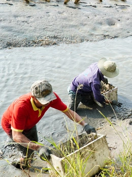 Nông dân Cà Mau 'vần công' thu hoạch tôm càng ăn Tết