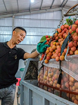 Bắc Ninh xúc tiến xuất khẩu vải thiều sang Nhật Bản