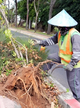 Di dời hơn 4.600 cây huỳnh liên, cải tạo trục đường cửa ngõ Vũng Tàu từ 6 lên 8 làn xe