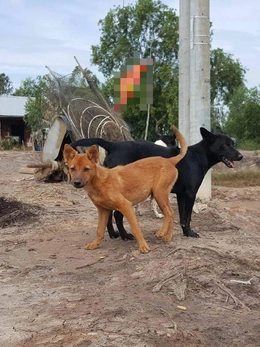 4 người chết vì bệnh dại trong 3 tháng đầu năm, Tây Ninh tiêm phòng đợt chính hơn 135.000 liều