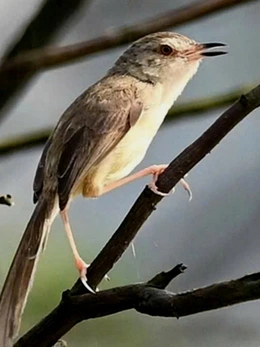 Phát hiện 4 loài chim lạ chưa từng được công bố ở Phong Nha - Kẻ Bàng