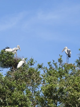 Đồng Tháp mạnh tay xử lý nạn săn bắt động vật hoang dã, bắt thủy sản bằng điện