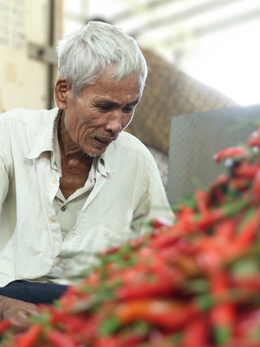 Ớt rớt giá còn 5.000 đồng/kg, nông dân Quảng Ngãi lao đao