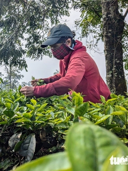 Giữ 62,7ha chè tại Biển Hồ để tạo cảnh quan du lịch, không cho phá để trồng cà phê