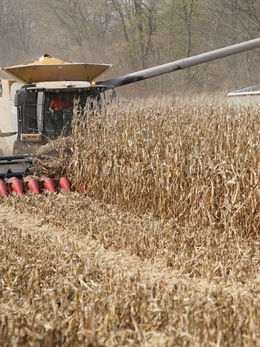 Bộ Nông nghiệp Mỹ tính tăng xuất khẩu ngô sang Việt Nam phục vụ sản xuất xăng E10