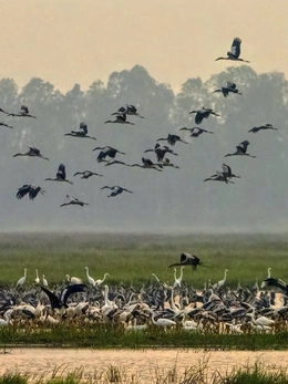 Vườn quốc gia Tràm Chim xuất hiện nhiều loài chim quý hiếm về trú ngụ