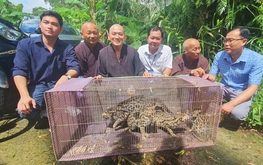 4 rare wildcats released into southern Vietnam forest
