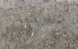 Diesel spill in Dung Quat kills fish, contaminates waterways and rice fields