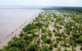 Ca Mau leads Vietnam in coastal afforestation, adds nearly 1,880ha in 5 years