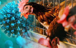 Rare case of bird flu-linked encephalitis detected in Ho Chi Minh City