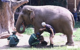 Ho Chi Minh City zoo adopts new care practices, including animal pedicures, to improve elephant welfare