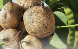 6 family members hospitalized over suspected poisoning from jicama seeds in northern Vietnam