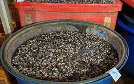 Suspect details ‘formula’ behind 3,000 tonnes of chemical-soaked snail meat in Ho Chi Minh City