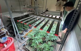 Police bust largest indoor cannabis growing operation in Da Nang