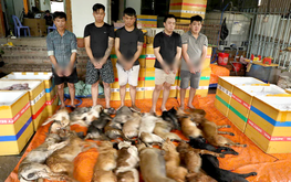 Ho Chi Minh City police bust professional dog theft ring, uncover interprovincial meat trade